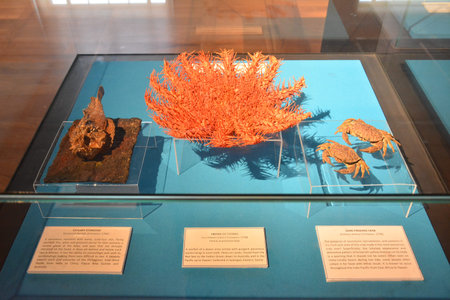 MANILA, PH - OCT 20 - National museum of natural history stonefish, starfish and crab on October 20,...