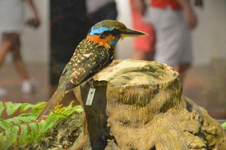 MANILA, PH - OCT 20 - National museum of natural history bird on October 20, 2018 in Manila, Philippines.のeditorial素材