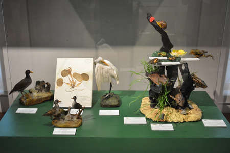MANILA, PH - OCT 20 - National museum of natural history animal and plant display on October 20, 2018 in Manila, Philippines.のeditorial素材