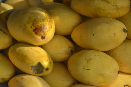 Yellow ripe mangoes display at the market in Philippinesの写真素材