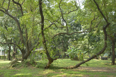 QUEZON CITY, PH - OCT 6 - Ninoy Aquino parks and wildlife surrounding trees on October 6, 2018 in...