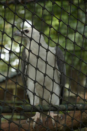 QUEZON CITY, PH - OCT 6 - Ninoy Aquino parks and wildlife white eagle bird on October 6, 2018 in Quezon City, Philippines.のeditorial素材