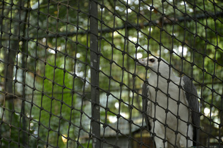QUEZON CITY, PH - OCT 6 - Ninoy Aquino parks and wildlife white eagle bird on October 6, 2018 in...