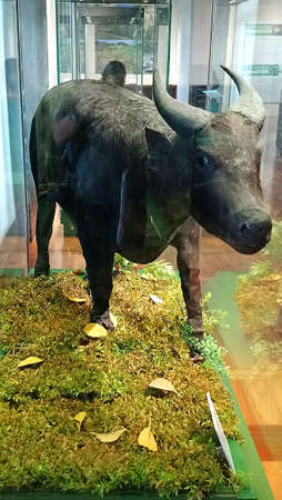 Tamaraw mammal animal display in the museumのeditorial素材