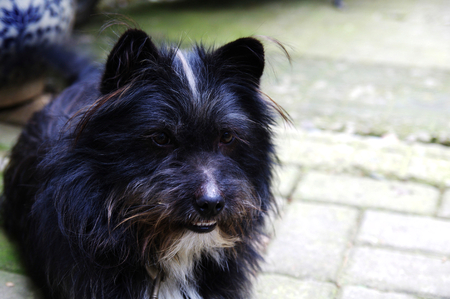 A dog in gardenの写真素材