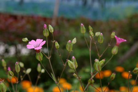 little flowers of oxalis rubraの写真素材