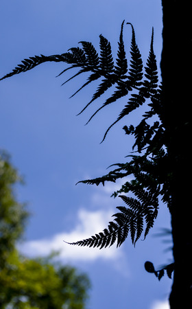 cucoloris of the fern on the cliffの写真素材