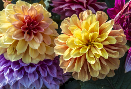 Marigold flower in the garden の写真素材