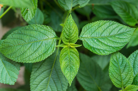 mint leaves