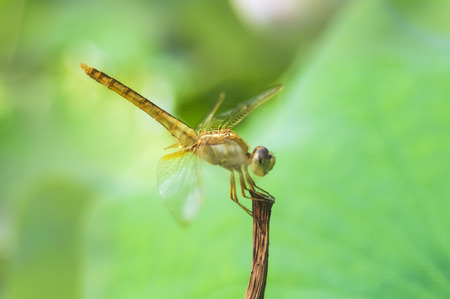 yellow dragonflyの写真素材