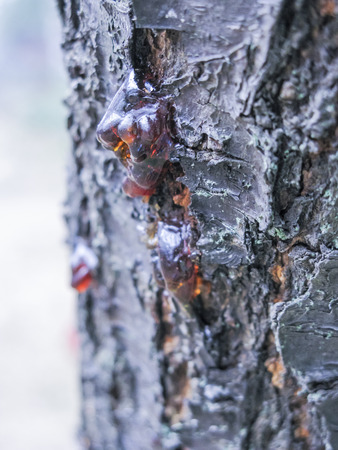 Natural Rosinの写真素材