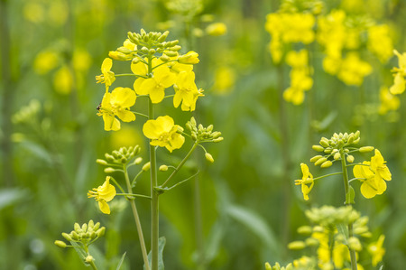 Yellow canola flowerの写真素材