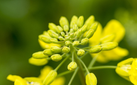 Yellow canola flowerの写真素材