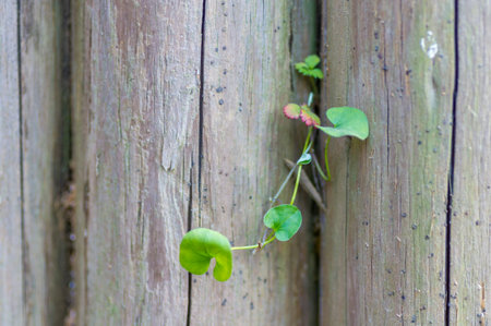 vine on the woodの写真素材