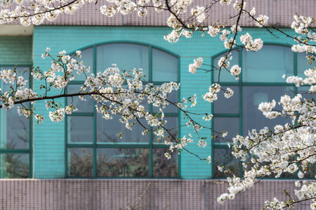Cherry blossoms
