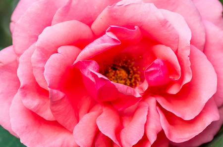 pink China Roseの写真素材