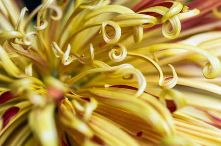petals of Chrysanthemum , macroの写真素材