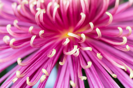 petals of Chrysanthemum , macroの写真素材