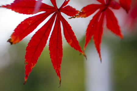 Maple Leavesの写真素材