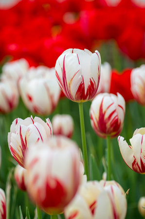 tulipsの写真素材