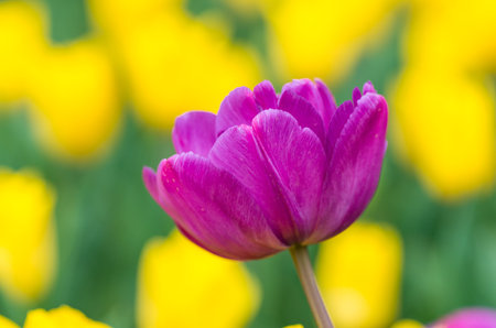 Purple Tulip