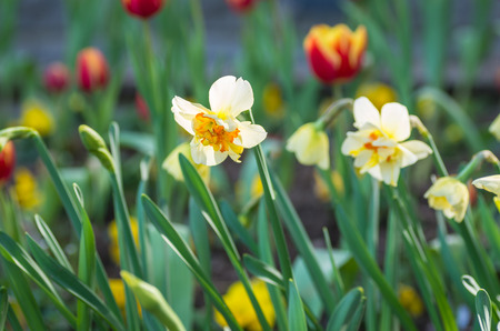 Daffodilの写真素材