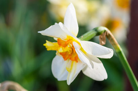 Daffodilの写真素材