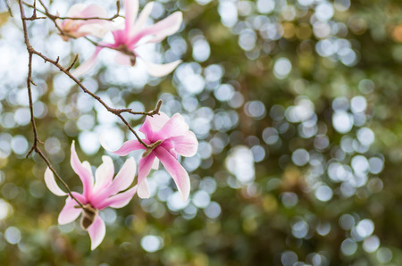 Magnoliaの写真素材