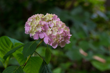 Pink Hydrangea