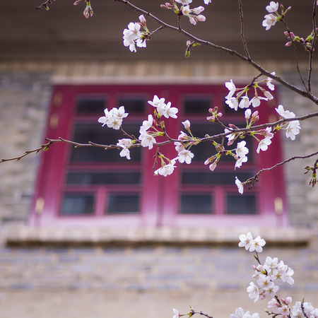 Sakura of Wuhan Universityのeditorial素材