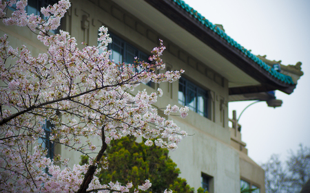 Sakura of Wuhan Universityのeditorial素材