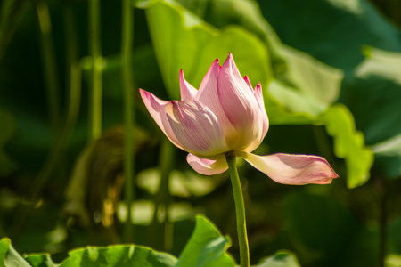 Lotus under the sunshineの写真素材