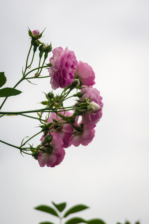 Beautiful pink roses on a background of the sky. Summer flowers.の写真素材