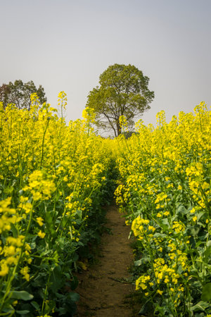 Rapeseed field in spring, closeup of photo with selective focusの写真素材
