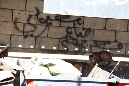 Cat in Dumpster in Beirutの写真素材