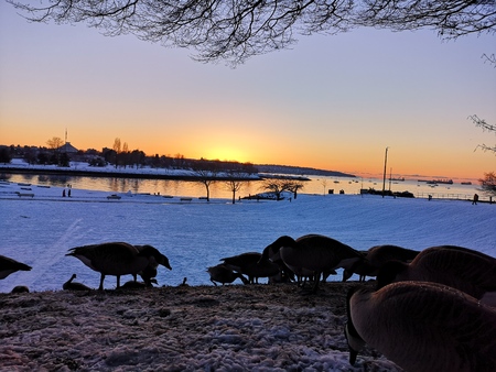 Beach Sunset in Vancouver Canada with Geeseの写真素材