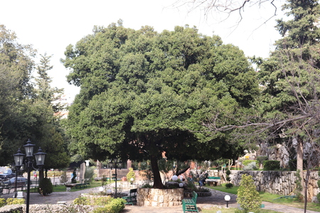 Big Tree in Parkの写真素材