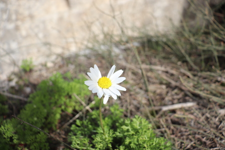White Flower with missing petalsの写真素材