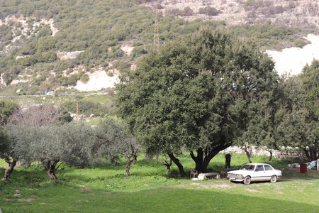 Big tree with Vintage BMWの写真素材