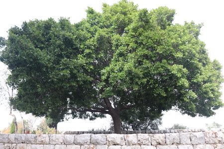 big green treeの写真素材