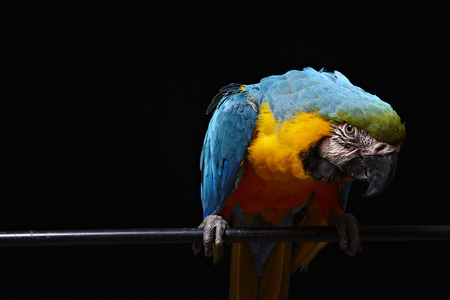 Blue and gold macaw on perch in black backgroundの写真素材