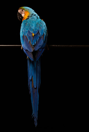 Blue and gold macaw on perch in black background