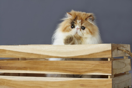 calico persian cat standing behind wooden boxの写真素材