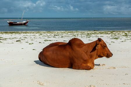 Brown cow on the tropical beach of Zanzibar, Tanzaniaの写真素材