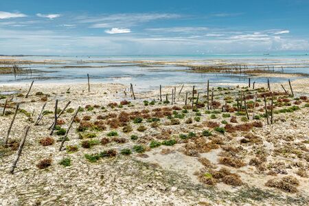 Algae cultivation on Zanzibar island, view of seaweed during low tide on Indian Oceanの写真素材