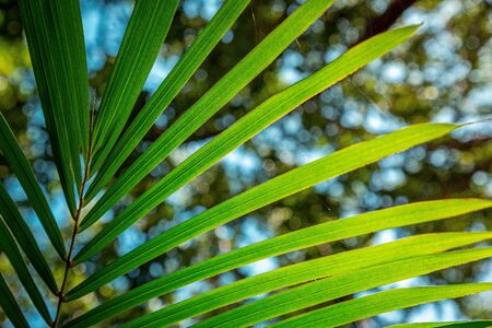 Close up on coconut palm tree leaf, blue sky and exotic trees in the backgroundの写真素材