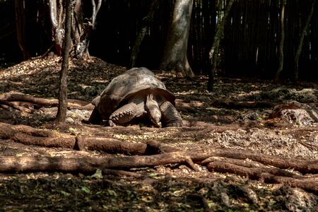 Giant Tortoise from Prison Island sanctuary near Zanzibar, Tanzaniaの写真素材
