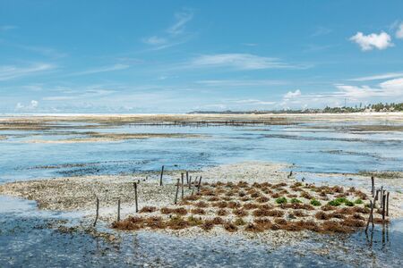 Algae cultivation field during low tide on Indian Ocean near Zanzibar islandの写真素材