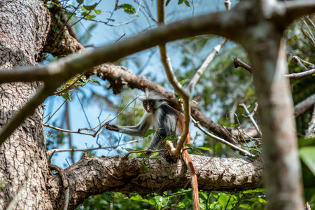 Small Zanzibar Red Colobus monkey on a tree in Jozani National Park in Zanzibar, Tanzania