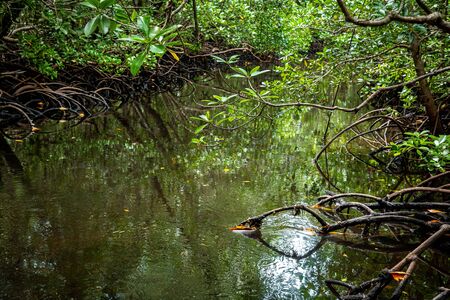 Beautiful and wild mangrove forest in Jozani National Park, Zanzibarの写真素材